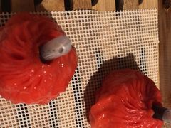 -桂满陇·海市蜃楼·黑金(国金店)