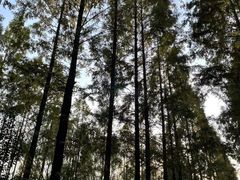 -昆山城市生态森林公园