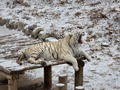 -石家庄市动物园