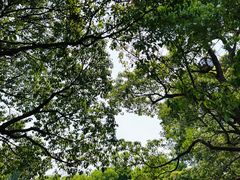 -上海滨江森林公园