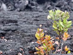 -夏威夷火山国家公园