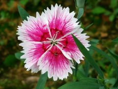 -报恩寺(平武县)