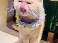 -猫小院猫主题餐厅(南锣旗舰店)