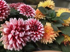 -泉乐坊步行街(烟酒特产平价超市店)