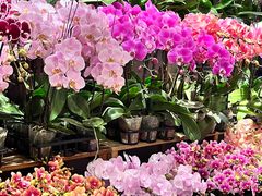 -双季花艺园艺市场(浦东店)