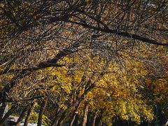 -三里屯东五街银杏大道