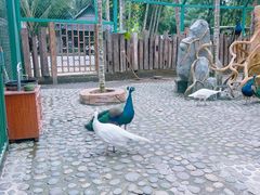 -西双版纳傣族园