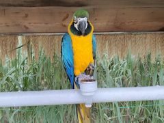 -西霞口神雕山野生动物世界