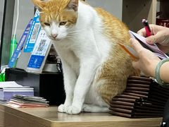 -蛇口康乐快餐鱼仔档(翠苑小区店)