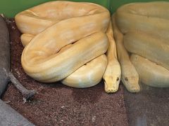 -上海大自然野生昆虫馆(东方明珠·爬宠昆虫探索中心)