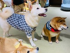 -逗柴咖啡屋·狗咖猫咖宠物桌游