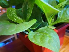 现摘蔬菜-巴渝瓦肆重庆鲜火锅(宝龙环湖店)