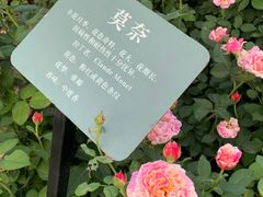 -立新湖公园