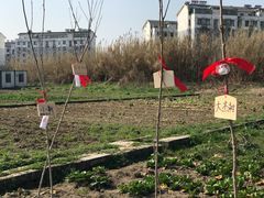 -田园东方蜜桃村的田野营地