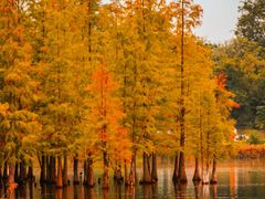 -白鹭湾湿地公园