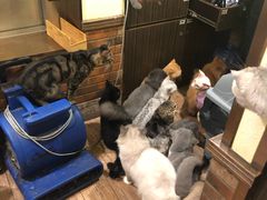 -more than meow吴止猫主题餐厅(承德 中船汇店)