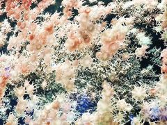 -珠海长隆海洋王国