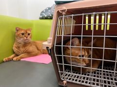 -北京观赏动物医院·24小时大型综合·猫专科·异宠专科