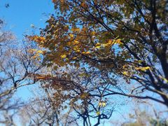 -洛阳白云山景区