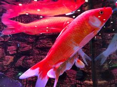 -龟与熊猫宠物公园(南坪店)