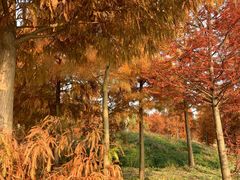 -上海海湾国家森林公园