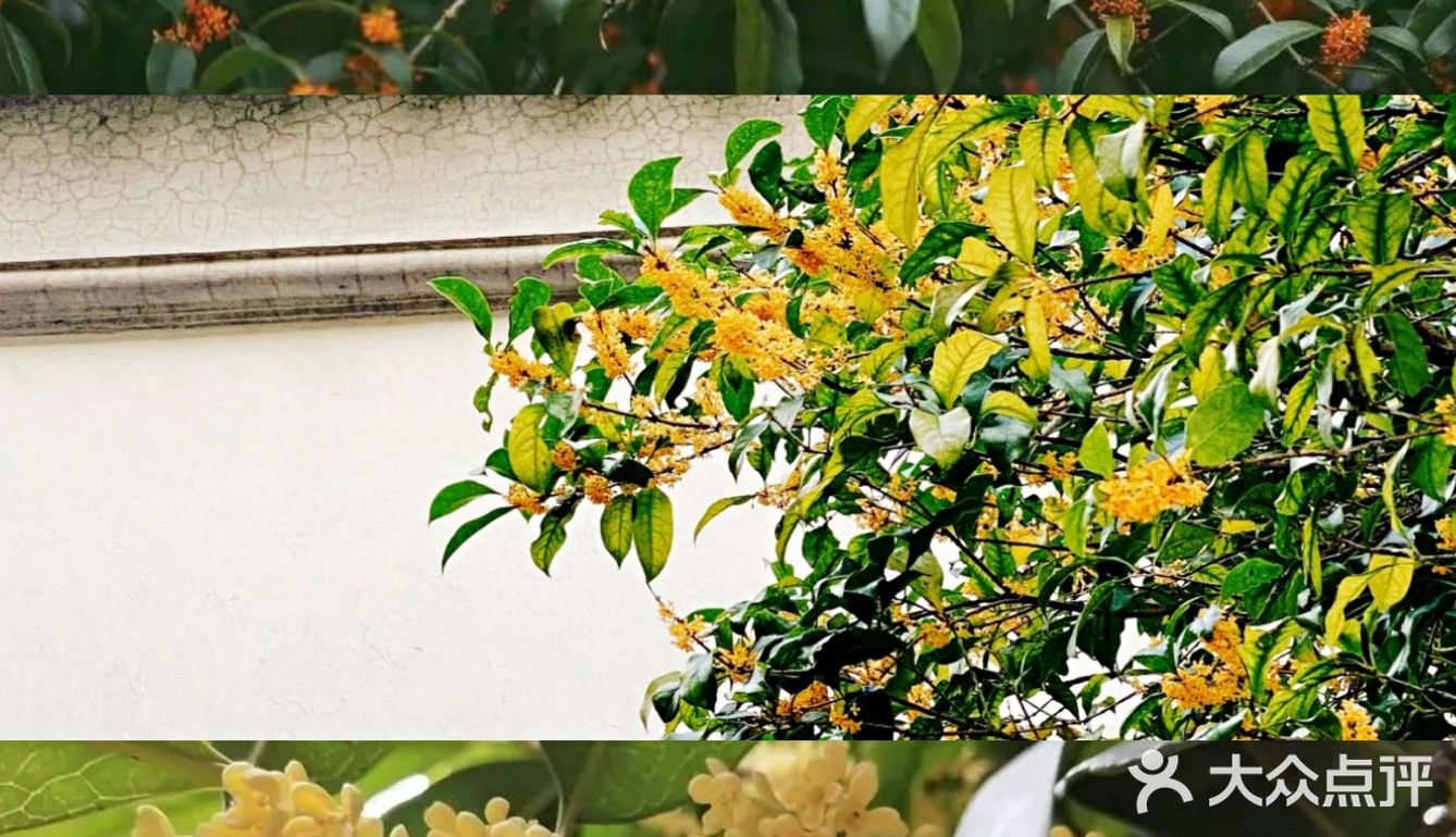 🔥杭州桂花开了，8个赏花圣地，错过后悔