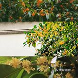 🔥杭州桂花开了，8个赏花圣地，错过后悔