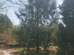 -绿岛公园(滨海新区)