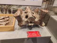 -北京周口店北京人遗址博物馆