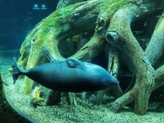 -珠海长隆海洋王国