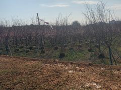 -天适樱花悠乐园