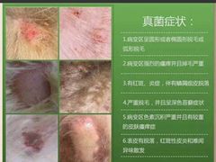 -瑞派名望志远动物医院·猫科·內科·异宠专科(直港大道店)