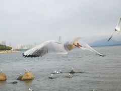 -深圳湾公园(南山区)