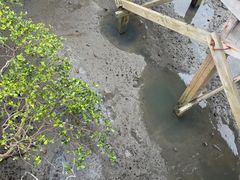 -北海金海湾红树林生态旅游区