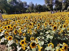 -长白岛森林公园