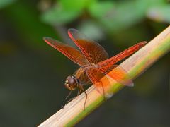-芒洲湿地公园
