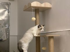 -lincat·猫舍(广州店)