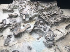 -自贡恐龙博物馆