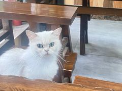 -家烧面馆【南山路知名经典面食】