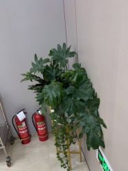 -杭州米兰柏羽医疗美容医院