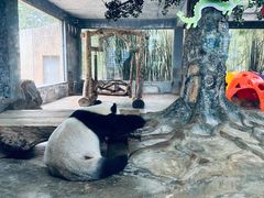 -海南热带野生动植物园