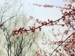 -大兴滨河森林公园