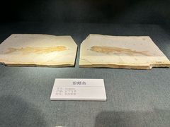 -大连自然博物馆