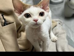 -山宅一喵德文卷毛猫舍