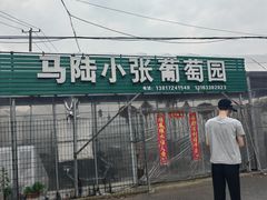-马陆小张葡萄园农家乐
