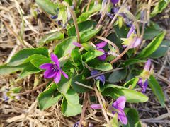 -汉长安城未央宫国家考古遗址公园