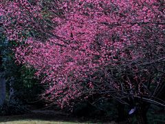 -上海吴淞炮台湾国家湿地公园