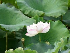 -荷塘月色湿地公园·向阳花洲