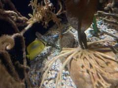-悉尼海洋生物水族馆