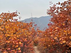 -周口店坡峰岭风景区